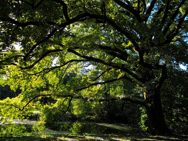 Grande Albero Verde Nel Parco — Foto Stock