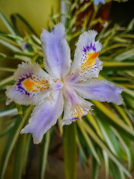 Tło Kwiatem Iris Confusa — Zdjęcie stockowe