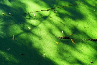 Yüzeyinde yeşil balçık olan bir akarsu manzarası