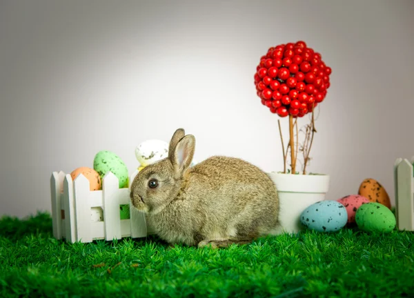 Kleiner süßer Hase mit Ostereiern — Stockfoto