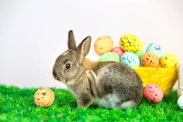 Kleine schattige konijntje met paaseieren — Stockfoto