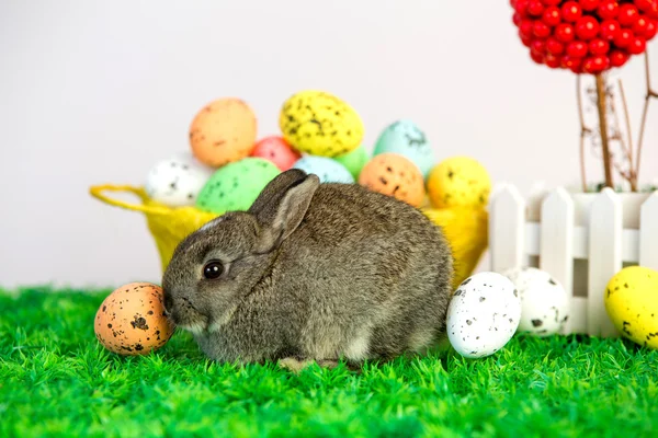 Kleiner süßer Hase mit Ostereiern — Stockfoto