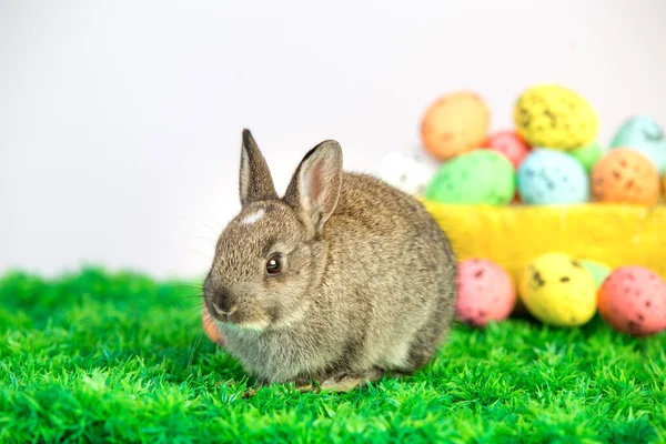 Kleine schattige konijntje met paaseieren — Stockfoto