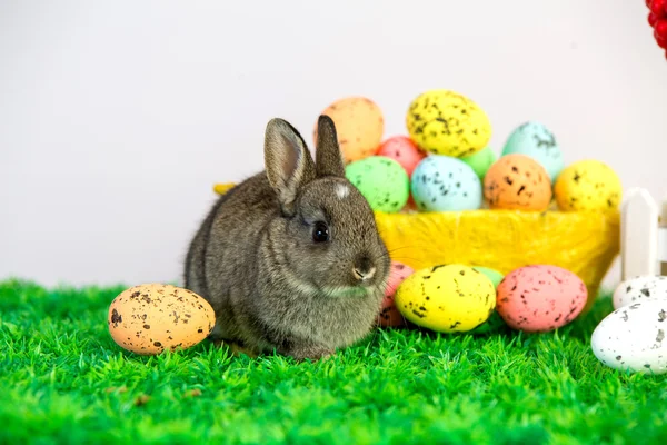 Kleiner süßer Hase mit Ostereiern — Stockfoto