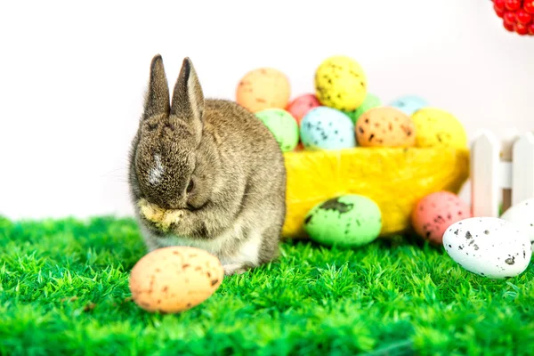 Kleiner süßer Hase mit Ostereiern — Stockfoto