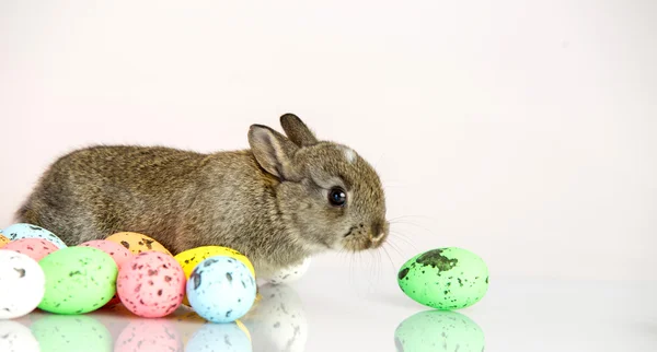 Kleine schattige konijntje met paaseieren — Stockfoto