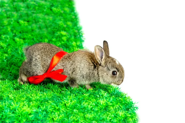 Kleine schattige bunny ontsnappen uit set — Stockfoto