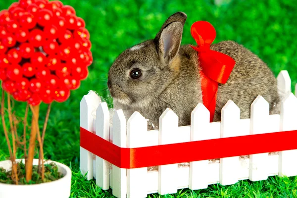 Małych cute Zajączek z czerwoną wstążką — Zdjęcie stockowe