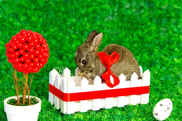 Small cute bunny with red ribbon — Stock Photo, Image