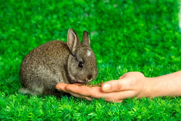 Kleine konijntje eten uit de hand — Stockfoto