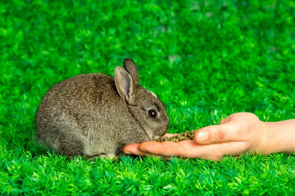 Kleine konijntje eten uit de hand — Stockfoto