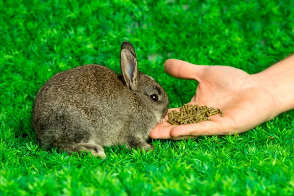 Kleine konijntje eten uit de hand — Stockfoto