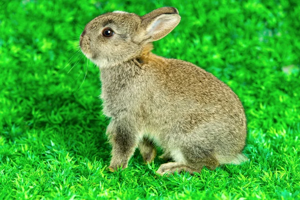 Piccolo coniglietto in piedi — Foto Stock