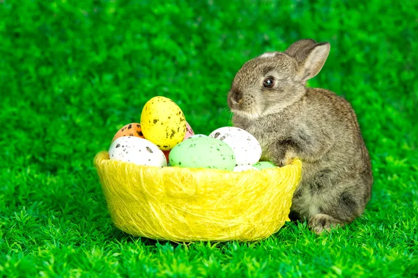 Kleiner süßer Hase mit Ostereiern — Stockfoto