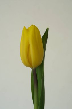 Tek bir sarı lale çiçeği