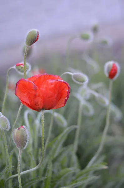 Haşhaş çiçekleri üzerinde bulanık arka plan bahar