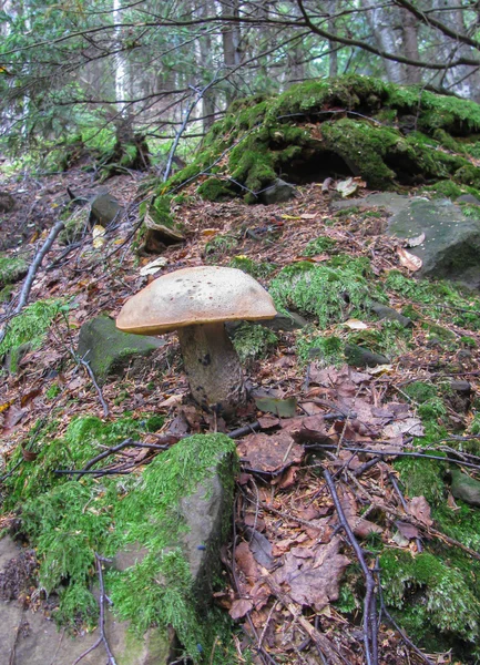 Kayaların arasındaki ormanda beyaz mantar (Boletus Mantarı)
