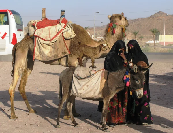 Hayvan Mısır piramit