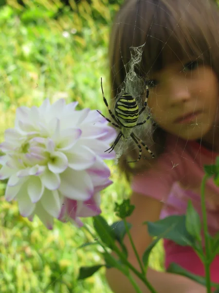 Küçük Beyaz Rusya kız ve korkunç örümcek