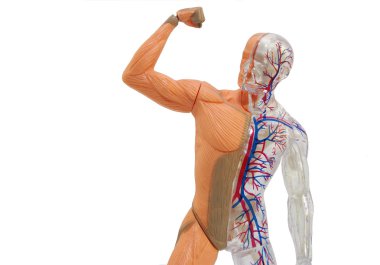 İzole insan anatomisi modeli.