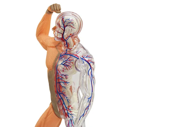 Modelo de anatomia humana isolada . — Fotografia de Stock