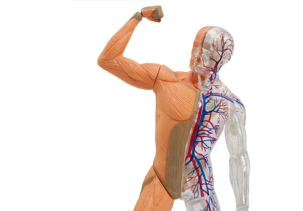 Modelo de anatomía humana aislada . — Foto de Stock