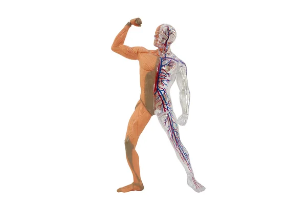 Modelo de anatomía humana aislada . — Foto de Stock