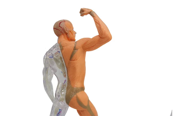 İzole insan anatomisi modeli. — Stok fotoğraf