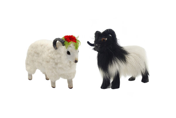 Isolated male and female sheep toys photo.