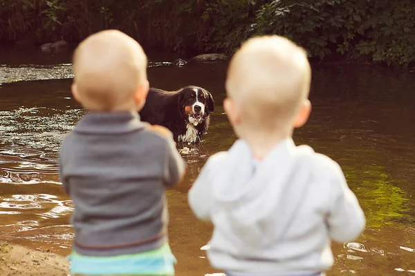 Güzel ıslak su çocuklarla birlikte oynayan köpek Stok Resim