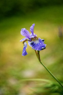 mavi süsen çiçeği makrosu