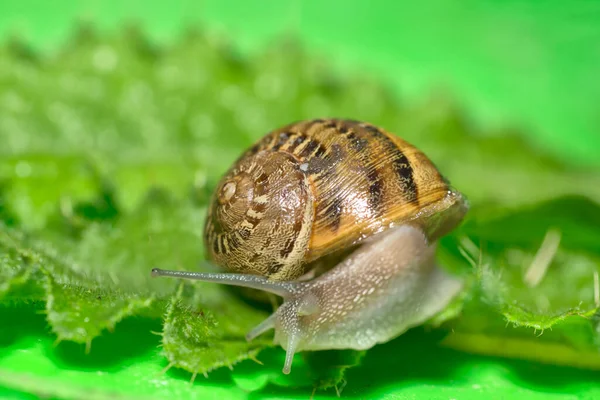 정원에 달팽이 — 스톡 사진