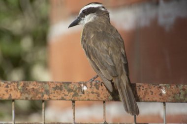 Bir direğin üzerinde harika bir öpücükler.                      