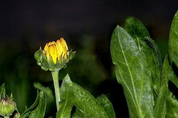 Flor amarela, Flor amarilla — Fotografia de Stock