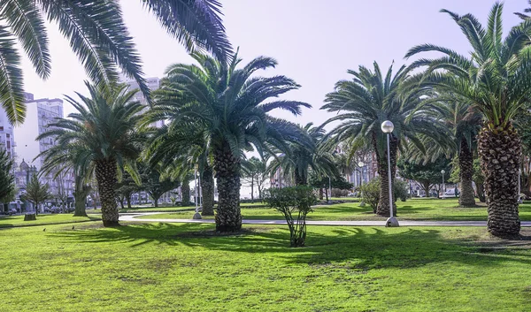 Park mit Palmen, im Stadtpark con palmeras Stockfoto