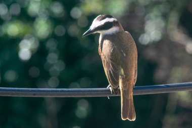 Mavi bir kabloya tünemiş harika öpüşmeler.