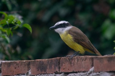Tuğla duvardaki sarı kuş