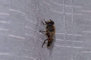 Honeybee on a white curtain