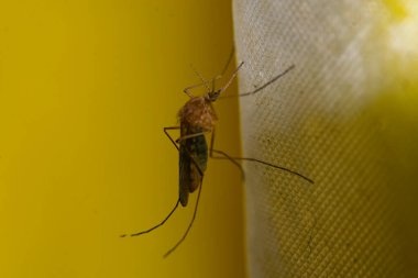 Mosquito on a bath curtain