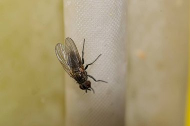 Common fly on a curtain