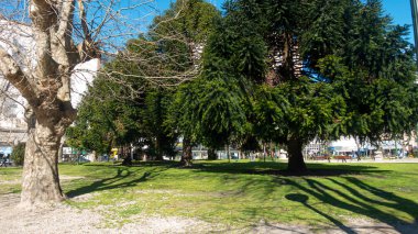 San Martin Meydanı 'ndaki eski ağaçlar, Mar del Plata   