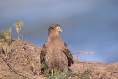 Chimango kumsala tünemiş, deniz kıyısına yakın.
