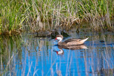 Arjantin 'in Mar del Plata şehrinde, sel basmış arazide gümüş deniz mavisi yüzüyor.   
