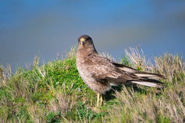 Çimenlerde Chimango, deniz kıyısında.