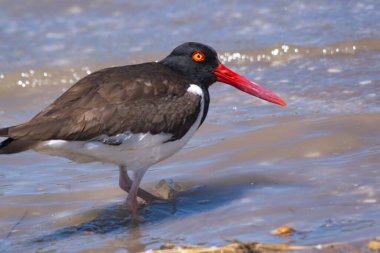Amerikan istiridye avcısı gölde balık tutuyor.