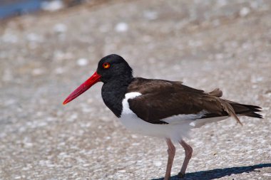 Amerikan istiridye yakalayıcısı kumda dinleniyor. 