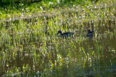 Mar Chiquita 'daki selde gümüş rengi deniz mavisi yüzüyor.