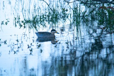 Su basmış alanda gümüş deniz mavisi yüzücüsü