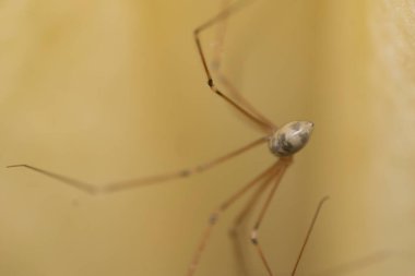 Banyoda, perdede uzun bacaklar örümcektir.