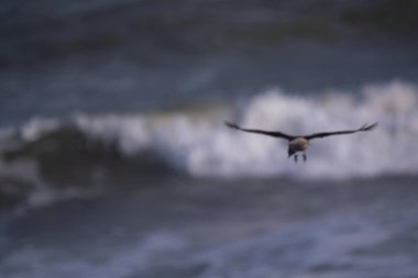 Chimango caracara dalgaların üzerinde uçuyor.